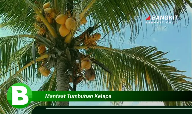 Intip Manfaat Tanaman Kelapa yang Bikin Kamu Penasaran