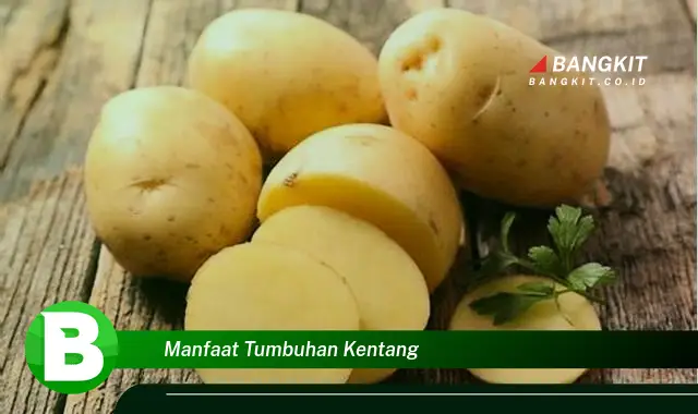 Temukan Manfaat Tumbuhan Kentang yang Wajib Kamu Intip!