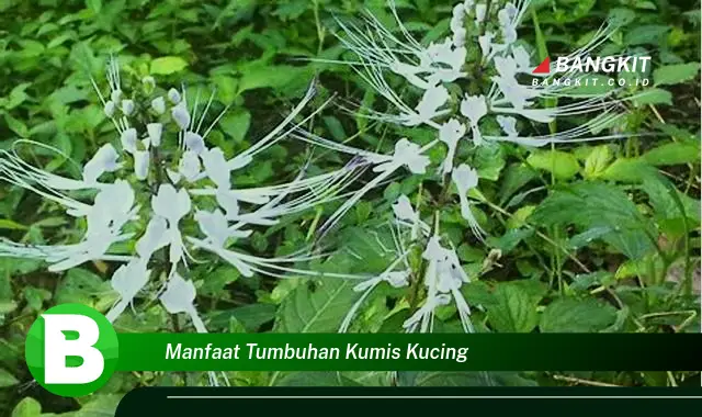 Intip Manfaat Tumbuhan Kumis Kucing yang Bikin Kamu Penasaran