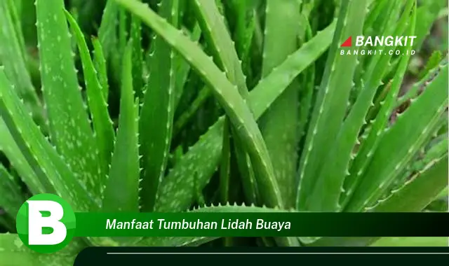 Intip Manfaat Tumbuhan Lidah Buaya yang Bikin Kamu Penasaran