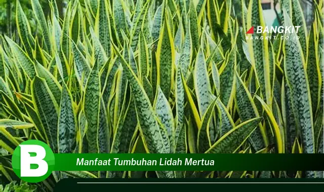 Temukan Manfaat Tumbuhan Lidah Mertua yang Wajib Kamu Tau!