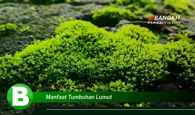 Intip Manfaat Tumbuhan Lumut yang Bikin Kamu Penasaran