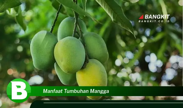 Intip Manfaat Tumbuhan Mangga yang Bikin Kamu Penasaran