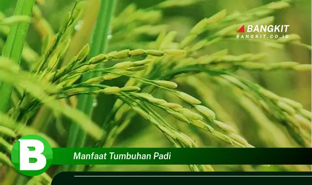 Temukan Manfaat Tumbuhan Padi yang Bikin Kamu Penasaran