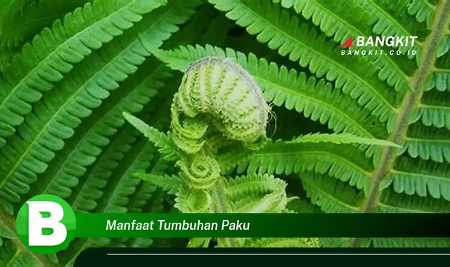 Temukan Manfaat Tumbuhan Paku yang Wajib Kamu Intip