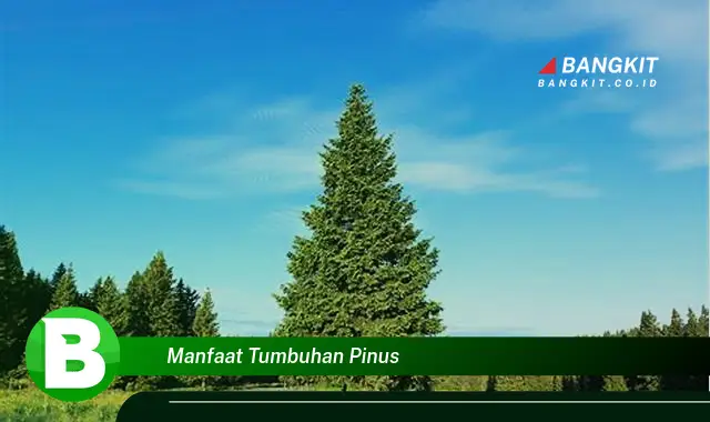 Ketahui Manfaat Tumbuhan Pinus yang Wajib Kamu Intip