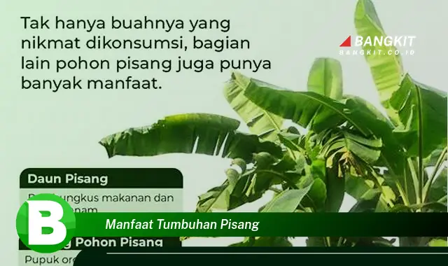 Ketahui Manfaat Tumbuhan Pisang yang Wajib Kamu Intip