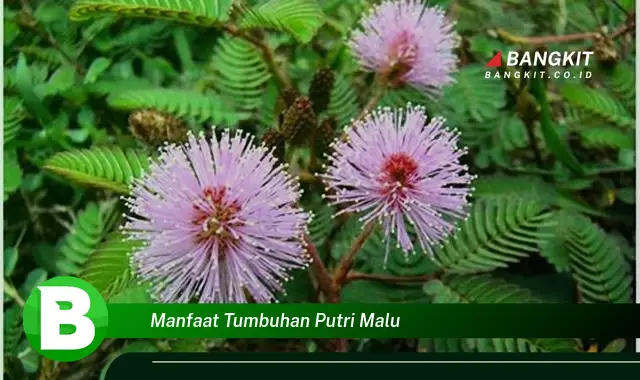 Temukan Manfaat Tumbuhan Putri Malu yang Bikin Kamu Penasaran