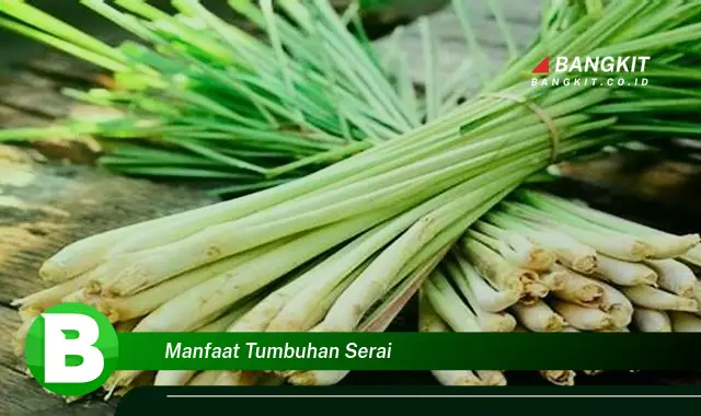 Intip Manfaat Tumbuhan Serai yang Wajib Kamu Intip