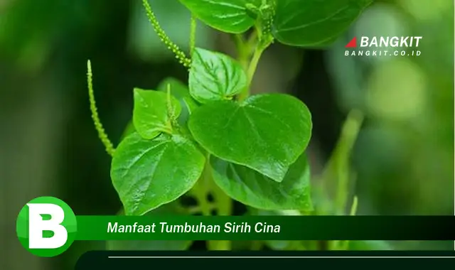 Temukan Manfaat Tumbuhan Sirih Cina yang Bikin Kamu Penasaran