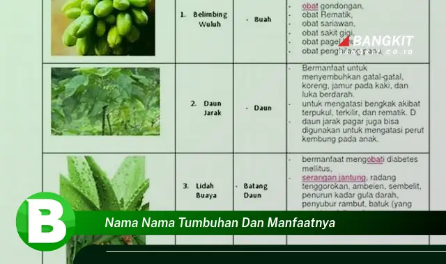 Ketahui Tanaman yang Wajib Kamu Intip Manfaatnya