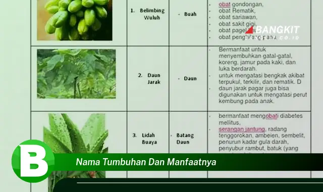 Temukan Manfaat Nama Tumbuhan yang Wajib Kamu Intip