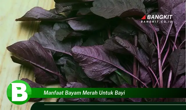 Intip Manfaat Bayam Merah untuk Bayi yang Bikin Kamu Penasaran