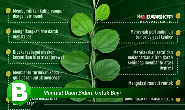 Temukan Manfaat Daun Bidara untuk Bayi yang Wajib Kamu Intip