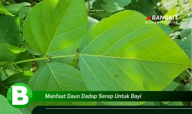 Temukan Manfaat Daun Dadap Serep untuk Bayi yang Wajib Kamu Ketahui