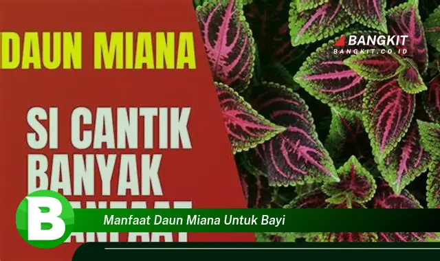 Temukan Manfaat Daun Miana untuk Balita yang Bikin Kamu Penasaran