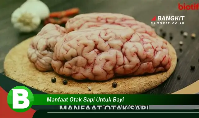 Intip Rahasia Otak Sapi yang Bikin Kamu Penasaran untuk Bayi