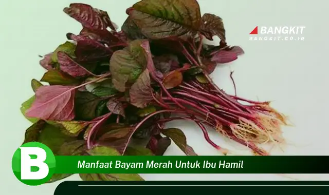 Intip Manfaat Ajaib Bayam Merah untuk Ibu Hamil yang Wajib Kamu Tau