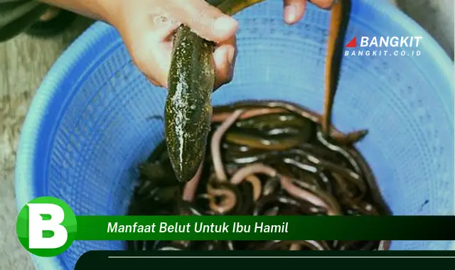 Temukan Manfaat Belut untuk Ibu Hamil yang Wajib Kamu Intip