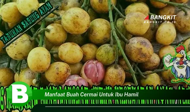 Temukan Manfaat Buah Cermai untuk Ibu Hamil yang Bikin Kamu Penasaran