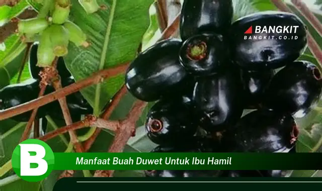 Temukan Manfaat Konsumsi Buah Duwet untuk Ibu Hamil yang Bikin Kamu Penasaran