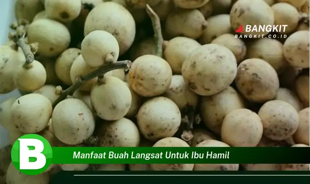 Temukan Manfaat Buah Langsat yang Wajib Ibu Hamil Intip