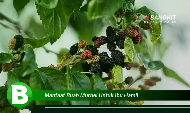 Temukan Manfaat Buah Murbei Untuk Ibu Hamil yang Bikin Kamu Penasaran