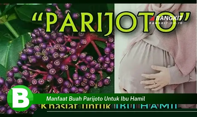 Temukan Manfaat Buah Parijoto untuk Ibu Hamil yang Bikin Kamu Penasaran!