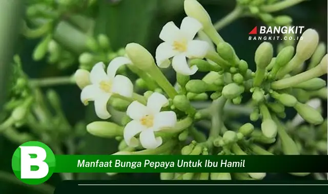 Temukan Manfaat Bunga Pepaya untuk Ibu Hamil yang Bikin Kamu Penasaran