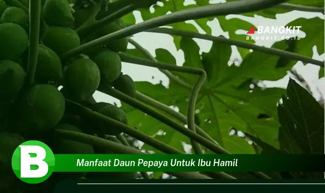 Temukan Segudang Manfaat Daun Pepaya untuk Ibu Hamil yang Bikin Kamu Penasaran