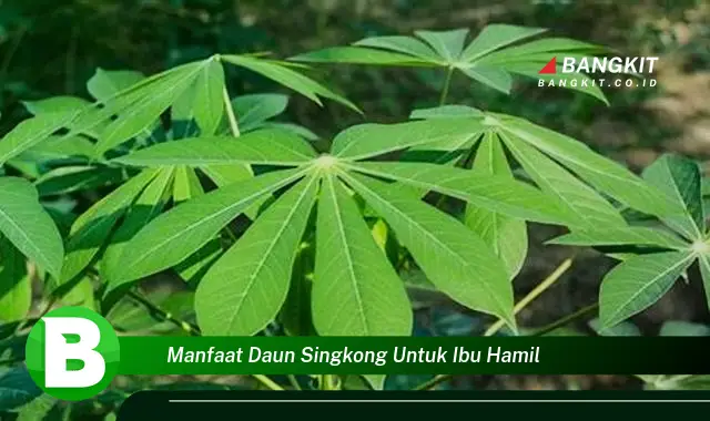 Intip Manfaat Daun Singkong Untuk Ibu Hamil yang Bikin Kamu Penasaran