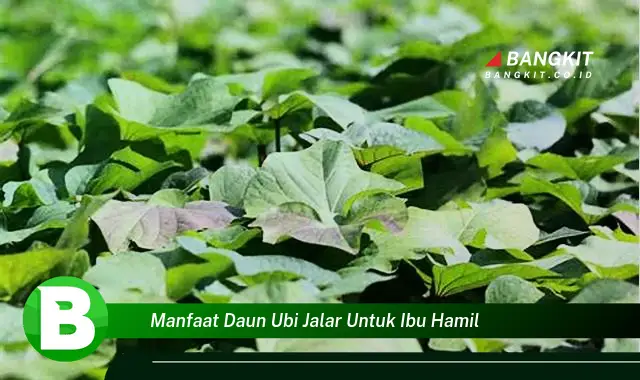 Temukan Manfaat Daun Ubi Jalar untuk Ibu Hamil yang Wajib Kamu Intip