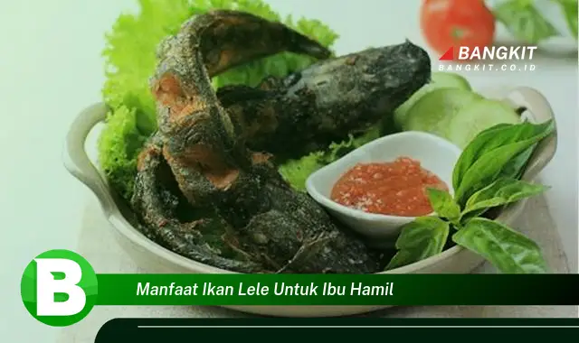 Temukan Manfaat Ikan Lele untuk Ibu Hamil yang Bikin Kamu Penasaran