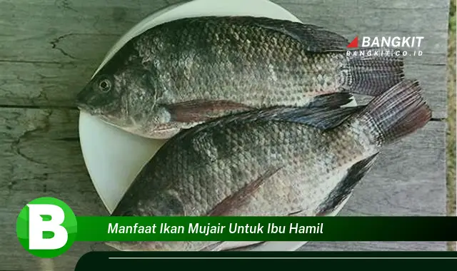 Temukan Manfaat Ikan Mujair untuk Ibu Hamil yang Bikin Kamu Penasaran