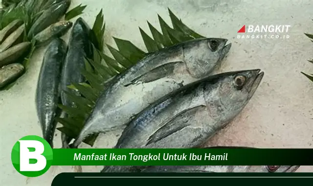 Ketahui Manfaat Ikan Tongkol yang Bikin Kamu Penasaran untuk Ibu Hamil