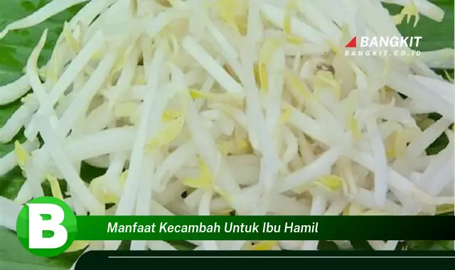 Temukan Manfaat Kecambah untuk Ibu Hamil yang Bikin Kamu Penasaran