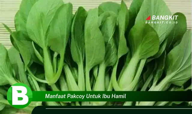 Intip Manfaat Pakcoy untuk Ibu Hamil yang Bikin Kamu Penasaran!