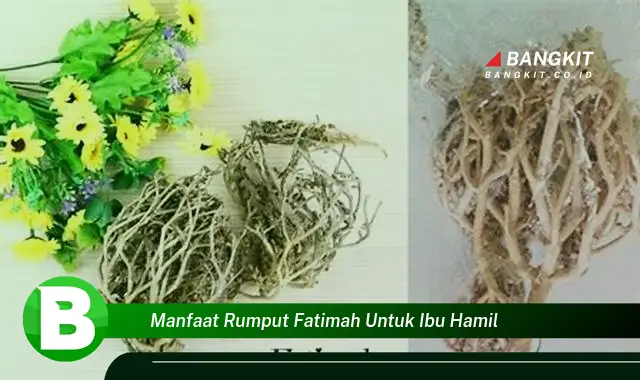 Ketahui Manfaat Rumput Fatimah untuk Ibu Hamil yang Bikin Kamu Penasaran