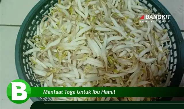 Intip Manfaat Toge untuk Ibu Hamil yang Wajib Kamu Tau