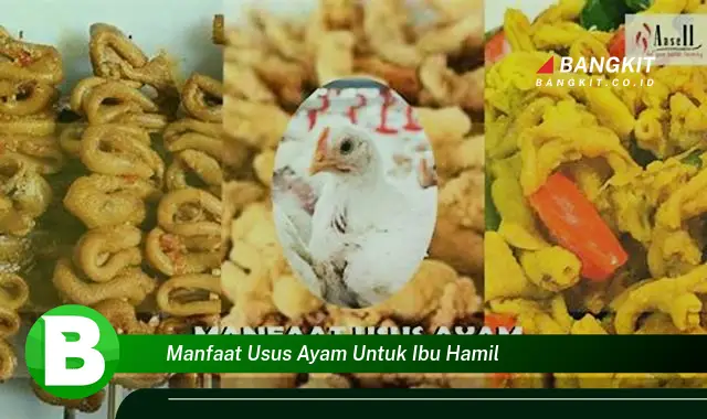 Temukan Manfaat Usus Ayam untuk Ibu Hamil yang Bikin Kamu Penasaran