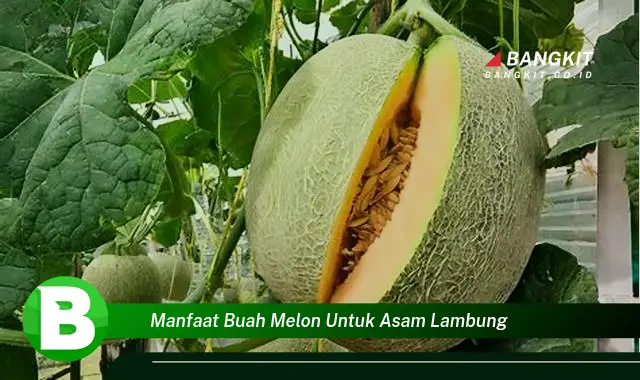 Ketahui Manfaat Buah Melon untuk Asam Lambung yang Bikin Kamu Penasaran