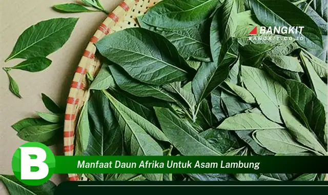 Temukan Manfaat Ajaib Daun Afrika untuk Asam Lambung