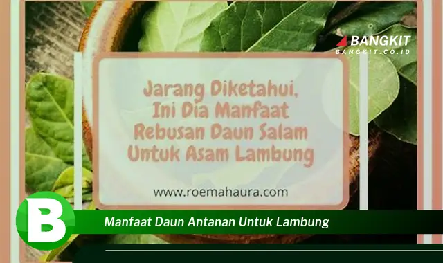 Ketahui Manfaat Daun Antanan untuk Lambung yang Bikin Kamu Penasaran