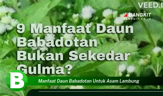 Intip Manfaat Daun Babadotan untuk Asam Lambung yang Wajib Kamu Tahu