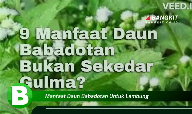 Intip Manfaat Daun Babadotan untuk Lambung yang Bikin Kamu Penasaran