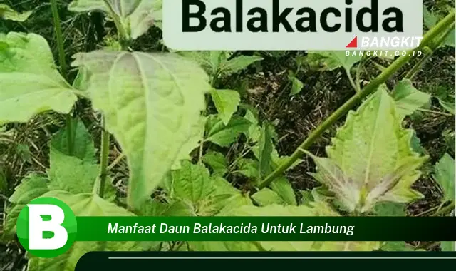 Temukan Manfaat Daun Balakacida untuk Lambung yang Wajib Kamu Intip