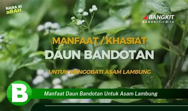 Ketahui Manfaat Daun Bandotan untuk Asam Lambung yang Wajib Kamu Tau