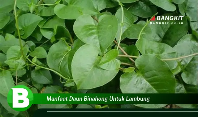 Temukan Manfaat Daun Binahong untuk Lambung yang Bikin Kamu Penasaran