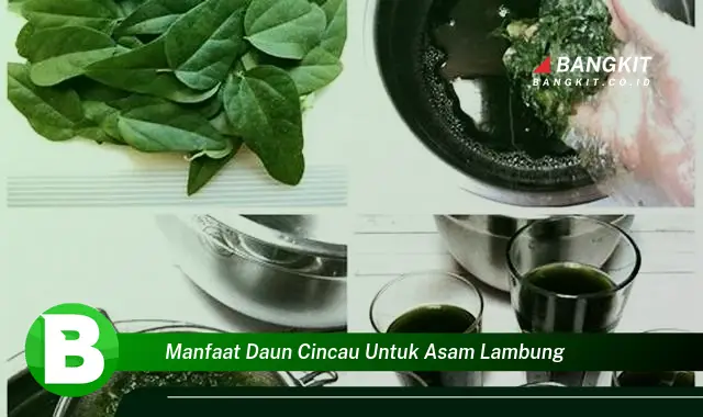 Temukan Manfaat Daun Cincau untuk Asam Lambung yang Wajib Kamu Intip