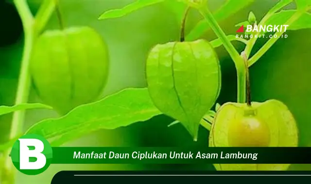 Intip Manfaat Daun Ciplukan untuk Asam Lambung yang Bikin Kamu Penasaran